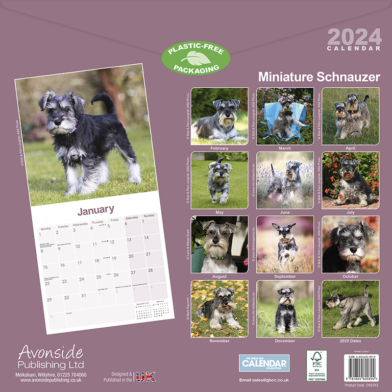 Miniature Schnauzer Calendar 2024 (Square) Dogs Naturally